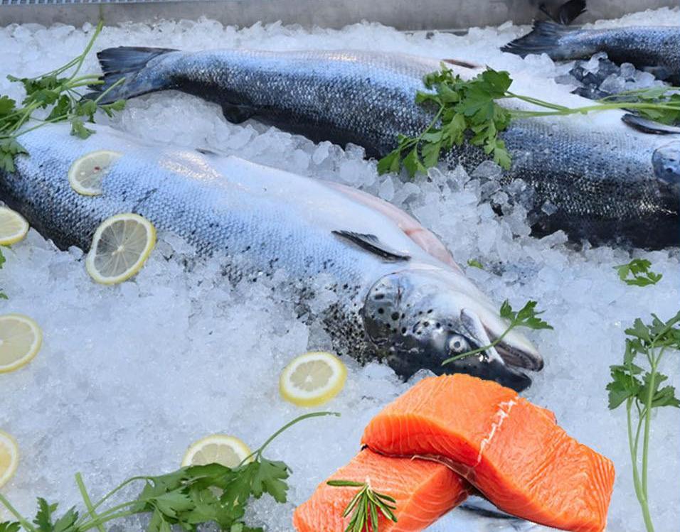 بُشرى سارة لمحبي الأسماك:  افتتاح اسماك سامي في سوبر معلوت الجديد والافتتاح يوم الخميس