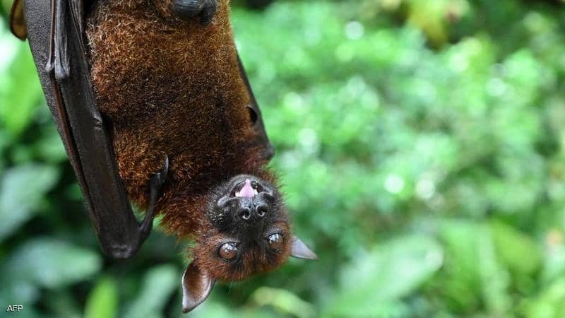 الصحة العالمية تحذر من انتقال أمراض جديدة من الحيوانات للبشر