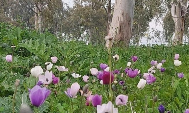 حالة الطقس: اجواء معتدلة