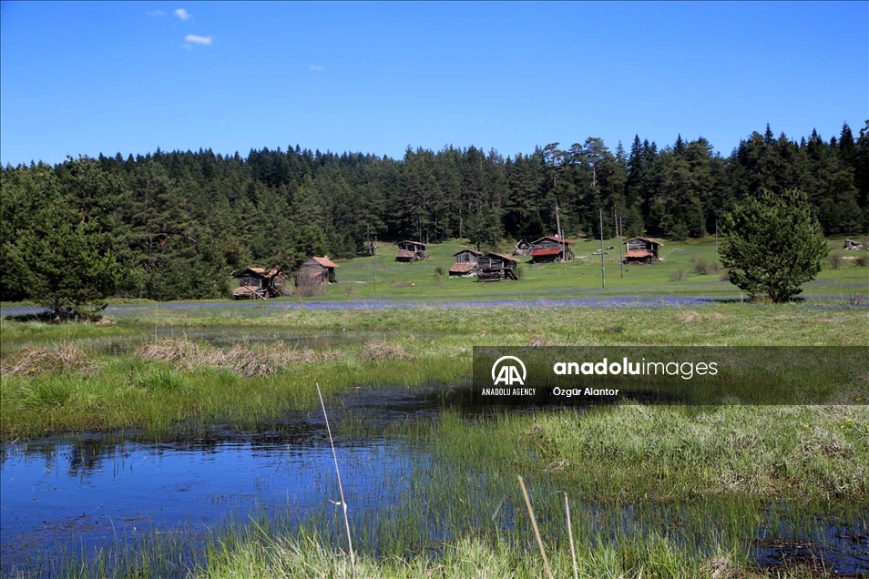 بلدة أراتش التركية.. الربيع يتجلى بأبهى صوره