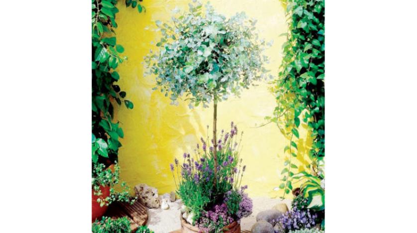 قصة قصيرة: الطين والكافور