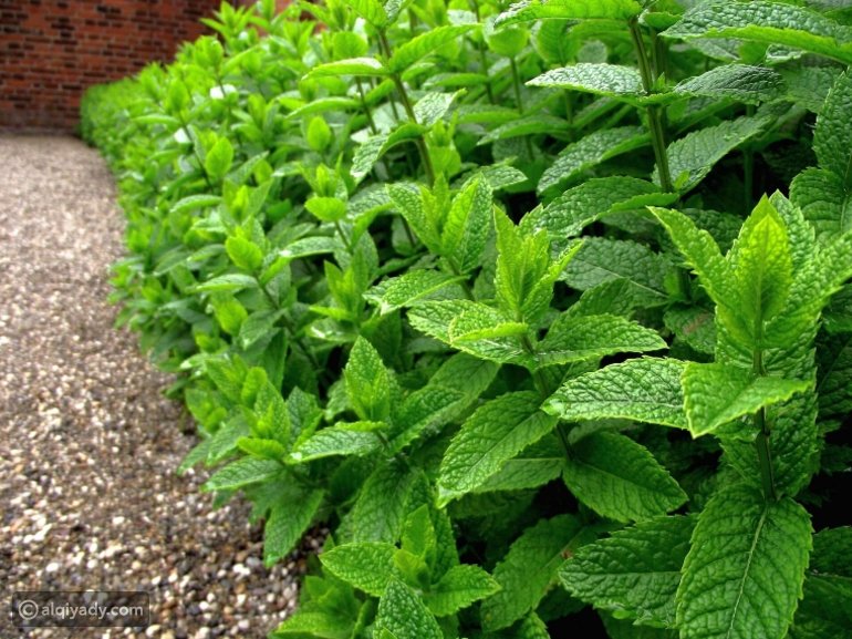 فوائد النعناع للرجال..يخفف عسر الهضم ويساعدك على اليقظة أثناء القيادة