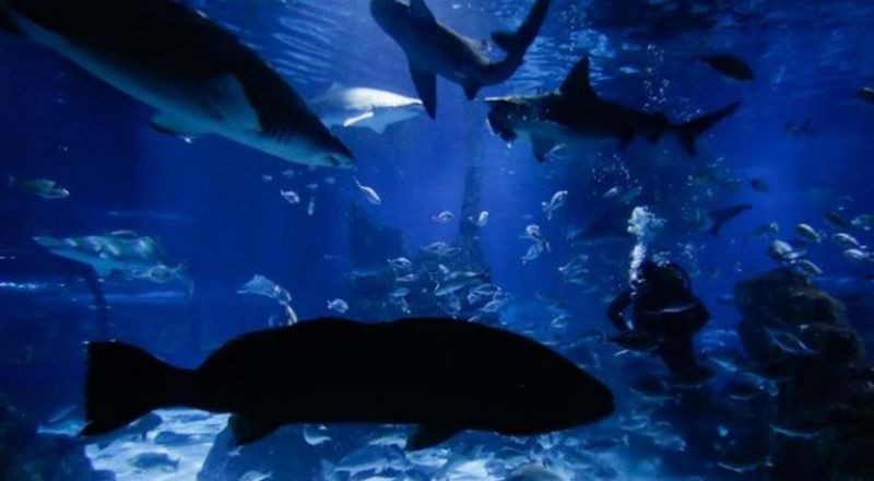 الإمارات تنشئ أكبر حوض مائي في العالم يتسع لـ 68 ألف كائن بحري