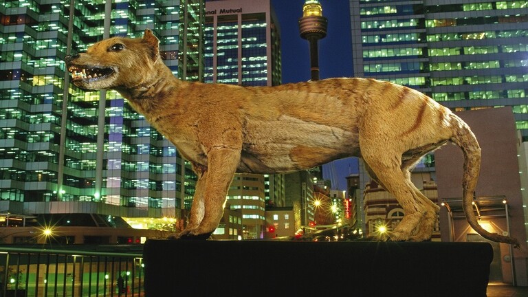 علماء الحفريات يكتشفون ثلاثة أنواع جديدة من الثدييات المبكرة