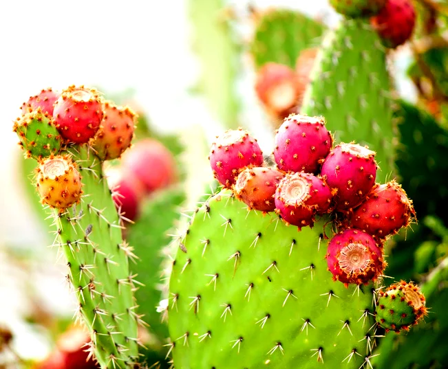 ما هي فوائد الصبّار؟