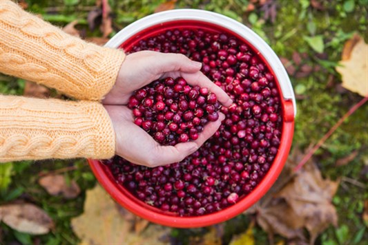  إليكم فوائد التوت البري المذهلة للصحة!