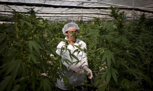 المصادقة على قانون تسهيلات في استعمال الكنابيس الطبي وتوابعه 