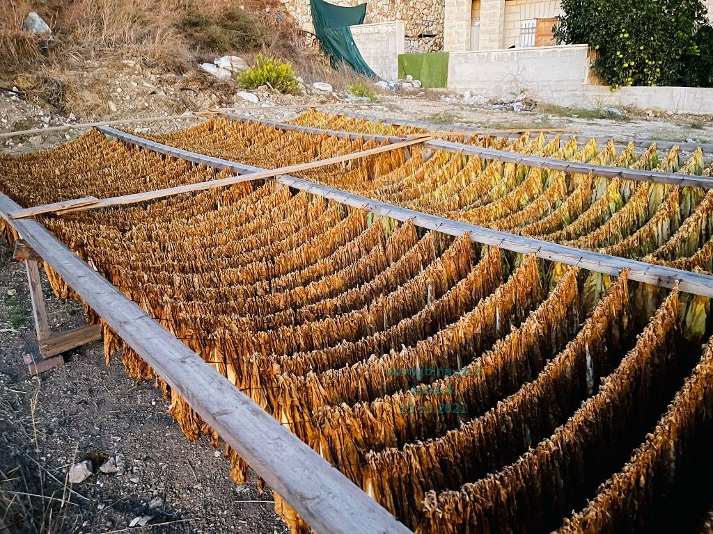 ايام زمان- معليا- من عِبق الماضي, صور (مد التبغ) 2021