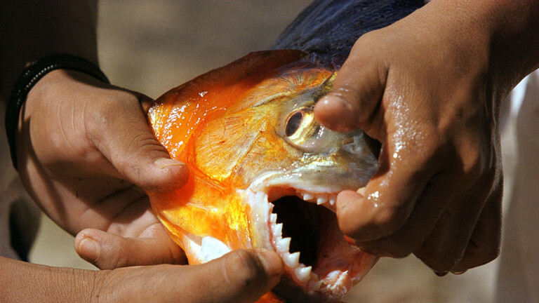 صياد برازيلي قفز في بحيرة هربا من النحل فغرق وافترسته أسماك الضاري