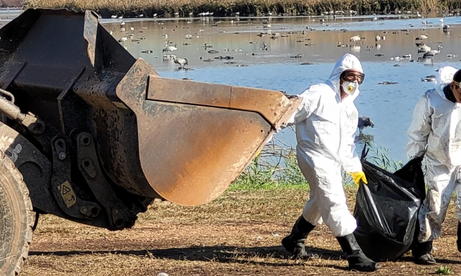 إنفلونزا الطيور بإسرائيل: نقص محتمل بلحوم الدواجن والبيض