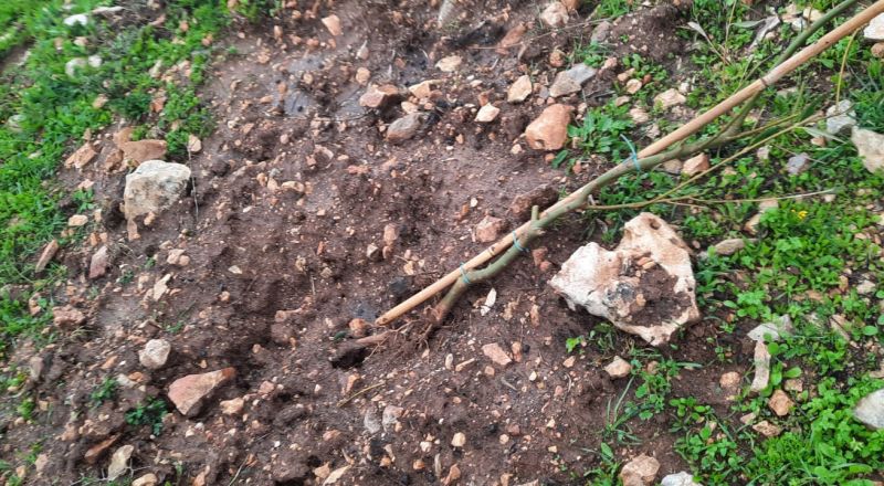 مستوطنون يقدمون على اقتلاع وتكسير 110 غرسة زيتون ببلدة بروقين