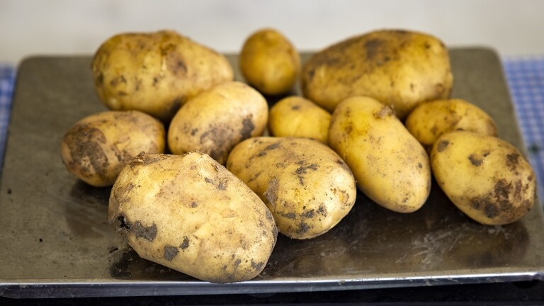 طبيب مصري شهير يعدد فوائد البطاطا الغذائية بعد اتجاه الدولة لاستخدامها فى الخبز