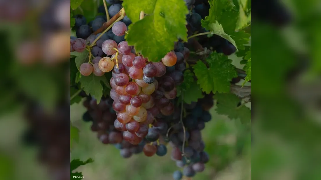 يحمي من الخرف ويخفض الكوليسترول.. تعرف على فوائد العنب