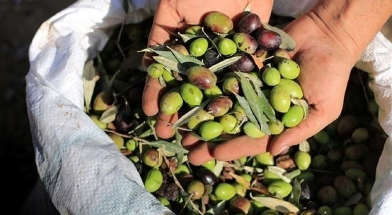 المفتي يحدد قيمة نصاب زكاة الزيتون ويدعو لإخراجها