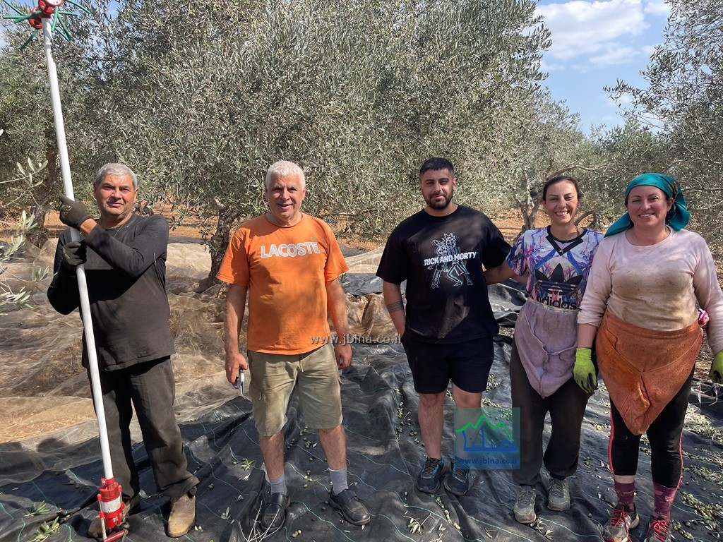 هَلَّ موسم الزيتون- قدِمَّ موسم البركة, صور من موسم قطف الزيتون في معليا