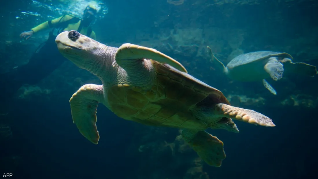 بحجم سيارة سيدان.. اكتشاف سلحفاة بحرية عملاقة في أوروبا