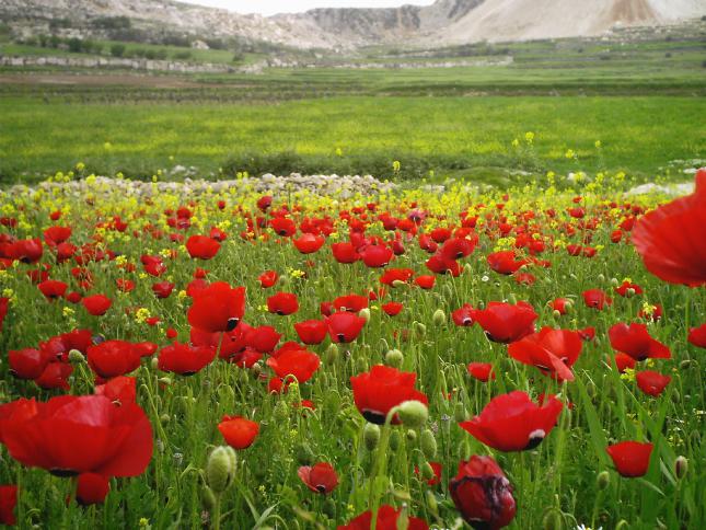 حالة الطقس: أجواء ربيعية حتى الخميس