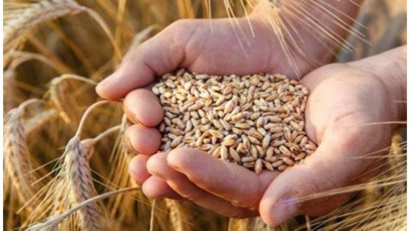 تقرير- مليون شخص في البلاد يعانون من عدم أمن غذائي والدعم الحكومي بغالبيته للحريديم وتمييز صارخ ضد العرب