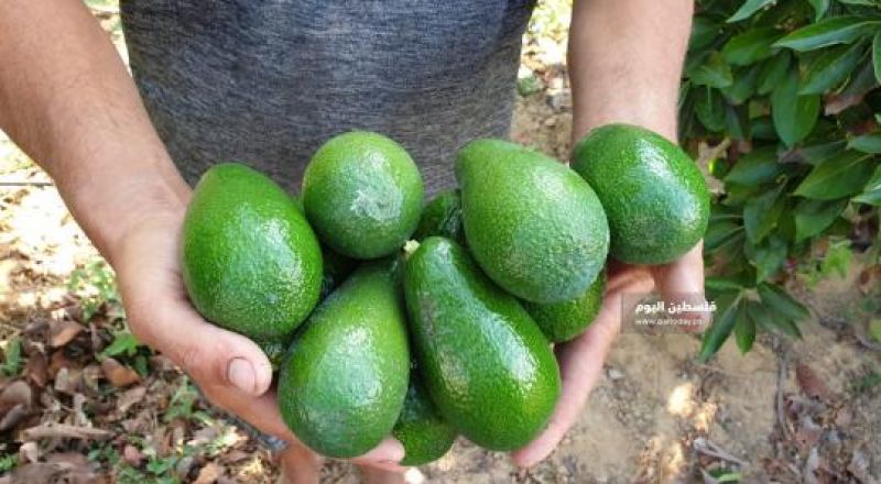 رغم فوائده.. لا تفرط بتناول الأفوكادو!