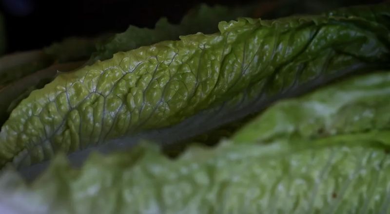 لمرضى السكري.. فوائد مذهلة للخس لا يمكن تخيلها