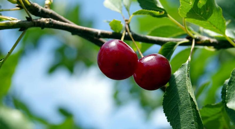 غصن الكرز... هكذا يساعدكم على خسارة الوزن