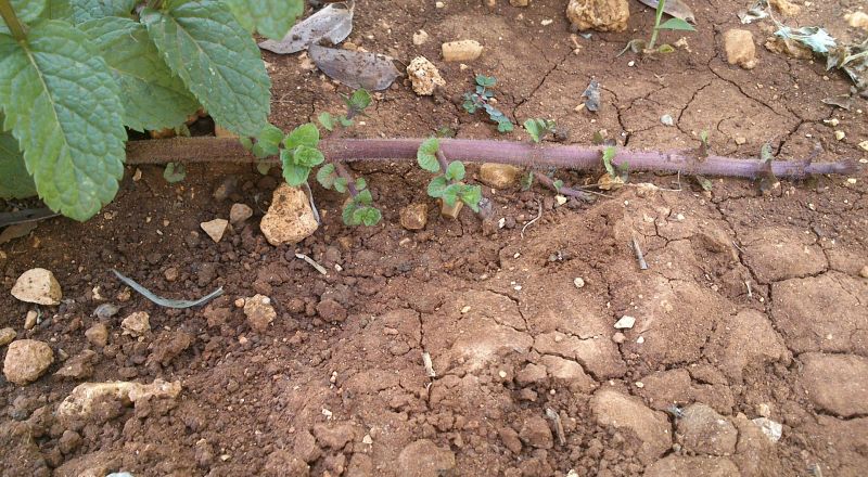 دراسة: رائحة النعناع تساعد في تخفيف أعراض الزهايمر