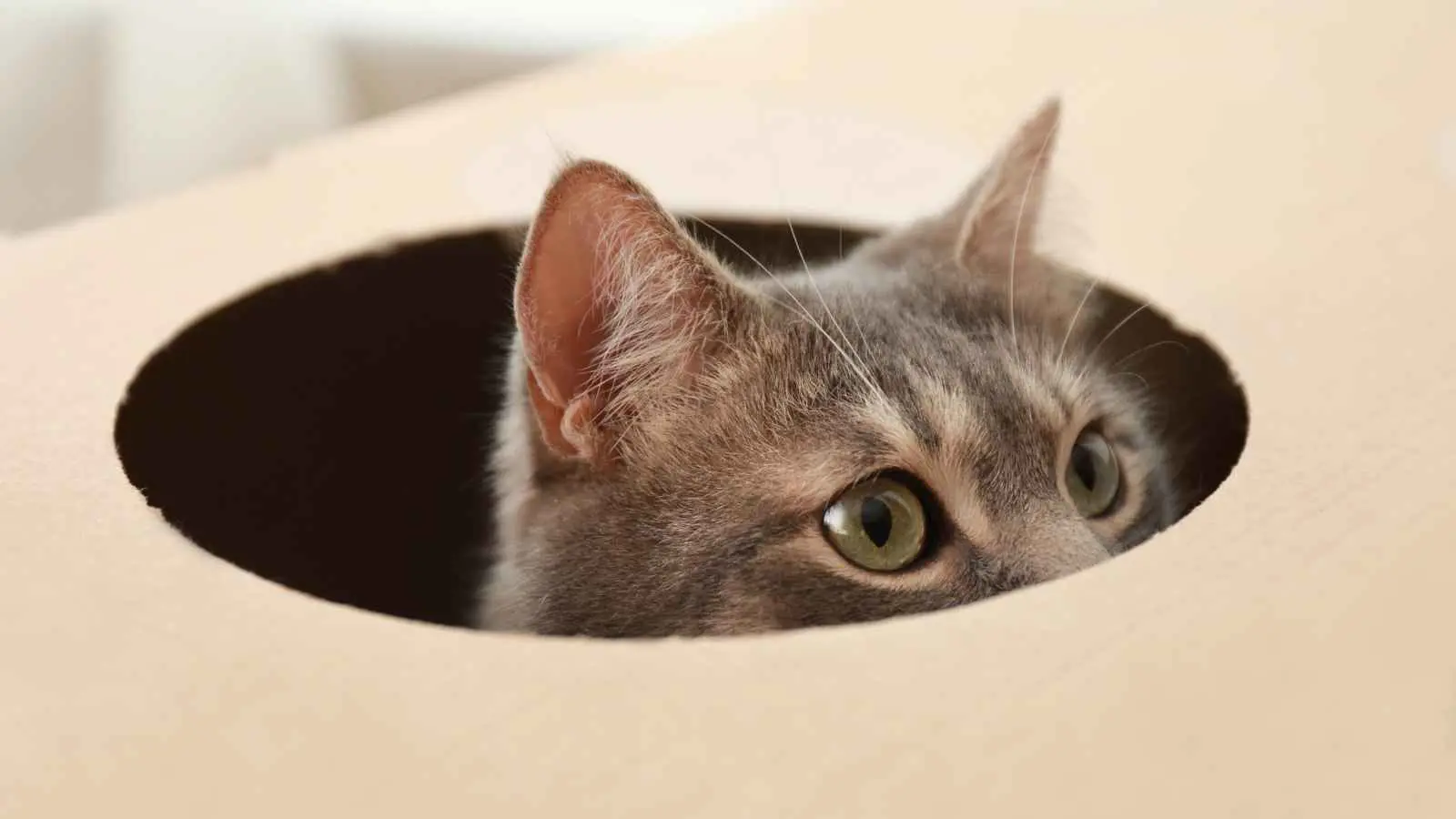 قط محتال يعيش في منزلين ويحصل على ضعف العناية من دون علم صاحبَيه