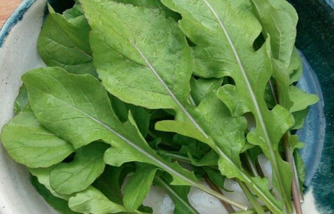 فوائد الجرجير للصحة وأهميته في شهر رمضان