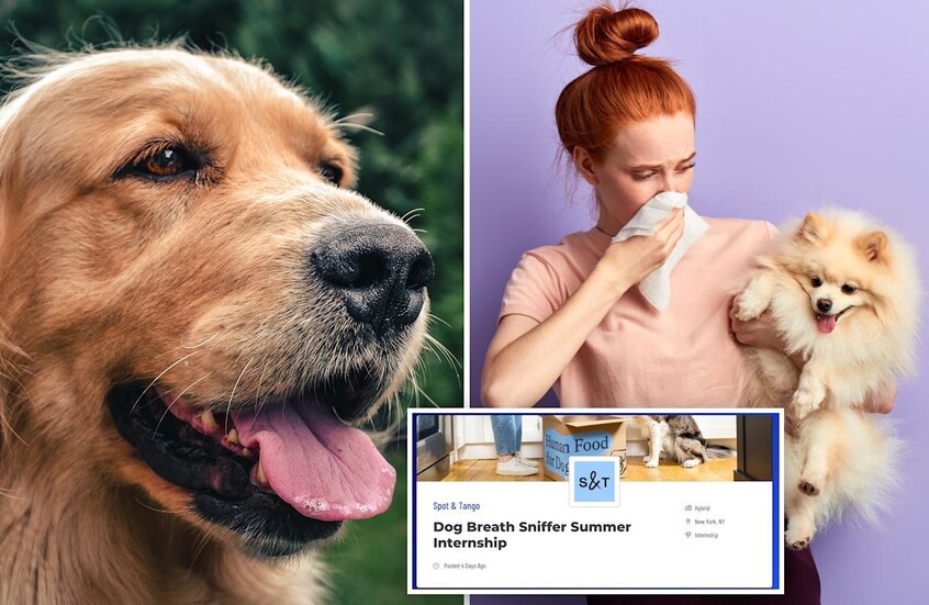 أغرب وظيفة في العالم.. شركة متخصصة في رعاية الحيوانات الأليفة تبحث عن متدرب لشم أنفاس الكلاب!