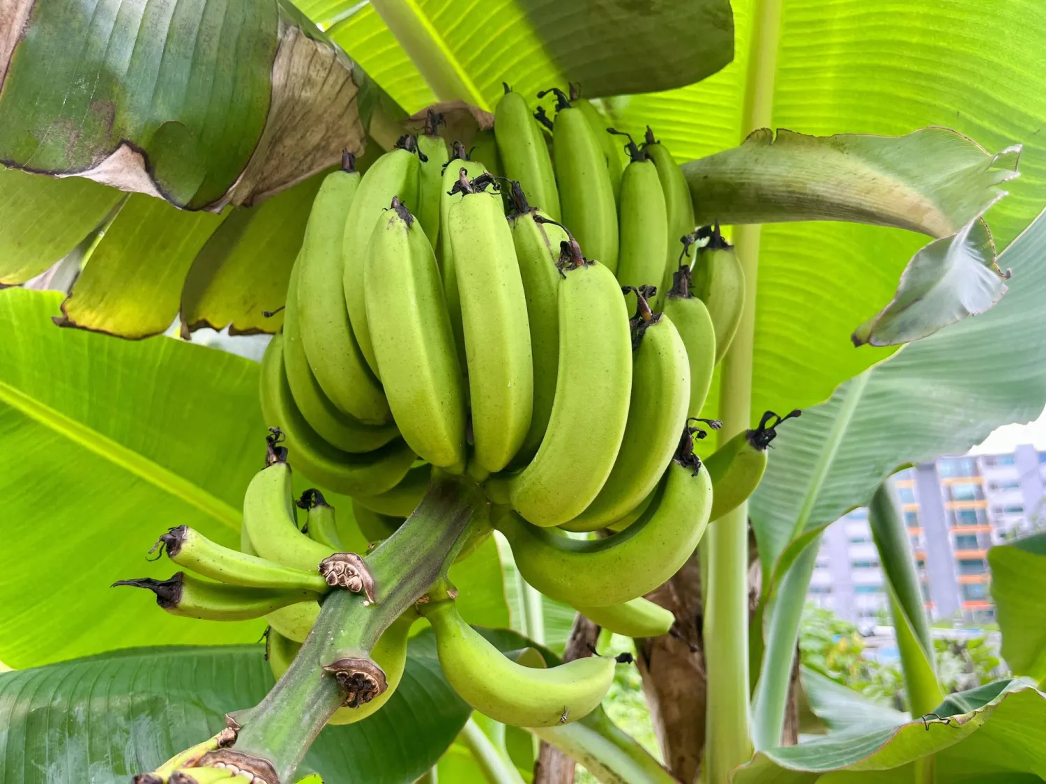 قشر الموز للعناية بالبشرة... 7 استخدامات مفيدة