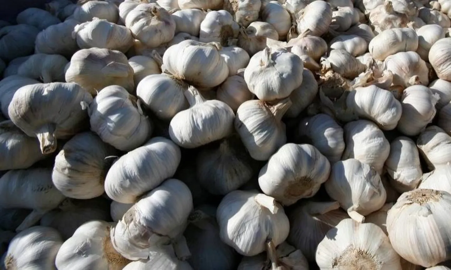 ماذا يحدث لجسمك عند تناول الثوم بانتظام؟