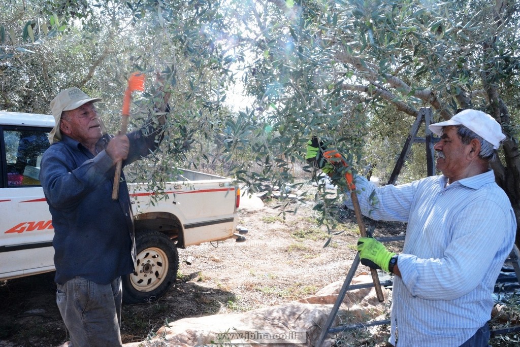 أيام زمان… من موسم قطف الزيتون سنة 2015 في معليا 