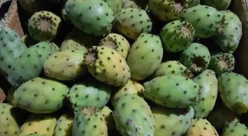 مراجعة علمية تكشف عن فوائد صحية غير متوقعة للتين الشوكي